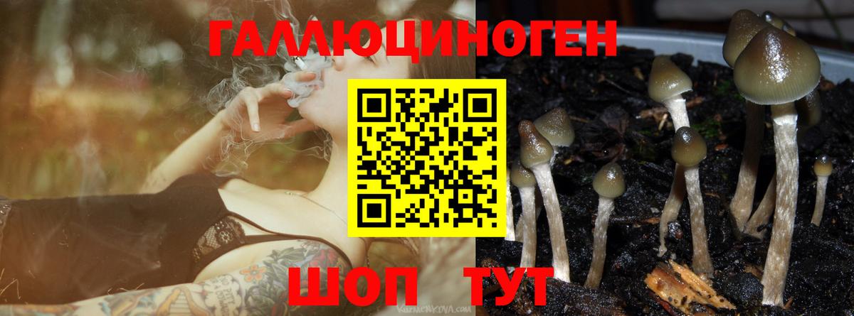 Холмск  Галлюциногенные грибы Psilocybine cubensis  Вход с VPN 